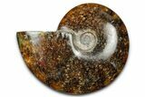Polished Ammonite (Cleoniceras) Fossil - Madagascar #344287-1